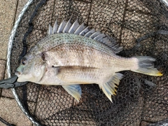 キビレの釣果