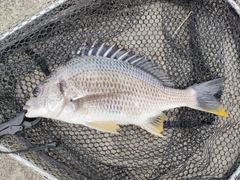キビレの釣果