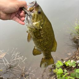 スモールマウスバス