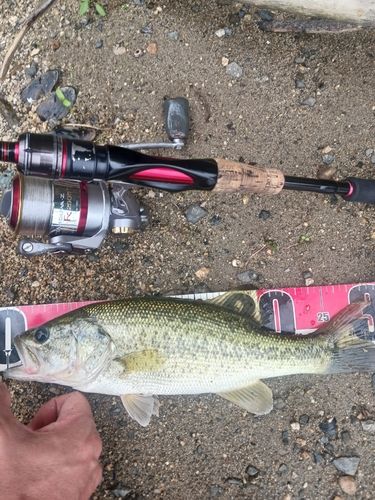 ラージマウスバスの釣果