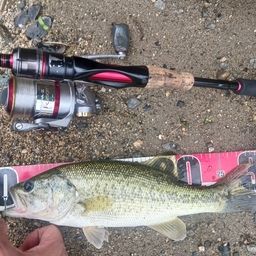 ラージマウスバス