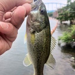 ラージマウスバス