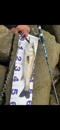 スズキの釣果