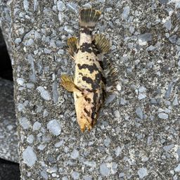 タケノコメバル