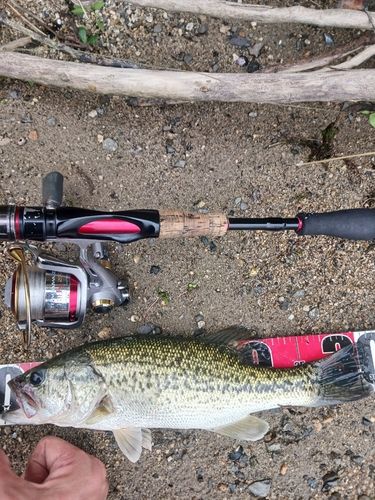 ラージマウスバスの釣果