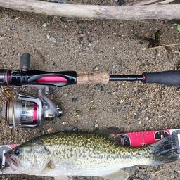 ラージマウスバス