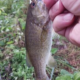 スモールマウスバス