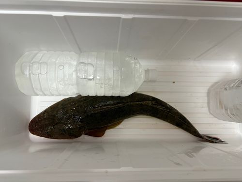 コチの釣果
