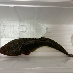 コチ