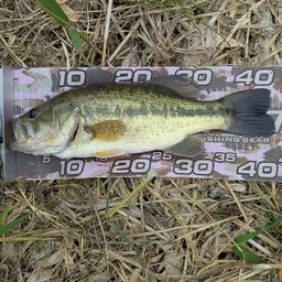 ラージマウスバス