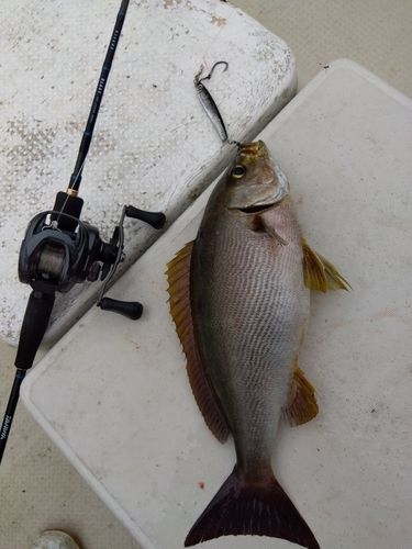 イサキの釣果