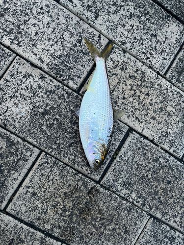 コノシロの釣果