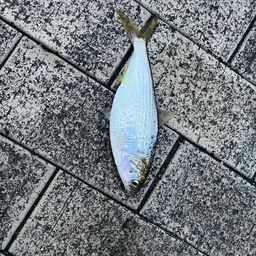 コノシロ