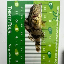 タケノコメバル