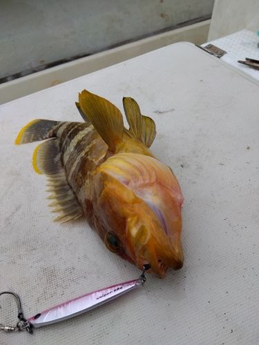 ヒラスの釣果