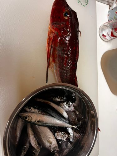 ホウボウの釣果