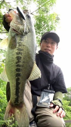 ブラックバスの釣果