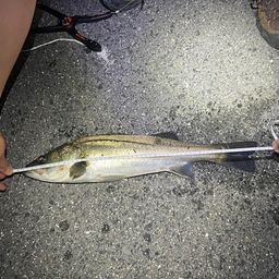 セイゴ（マルスズキ）