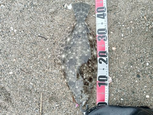 ヒラメの釣果