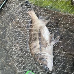 クロダイ