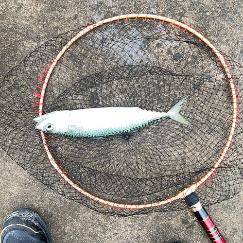 サバの釣果