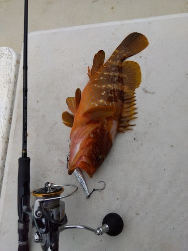 キジハタの釣果