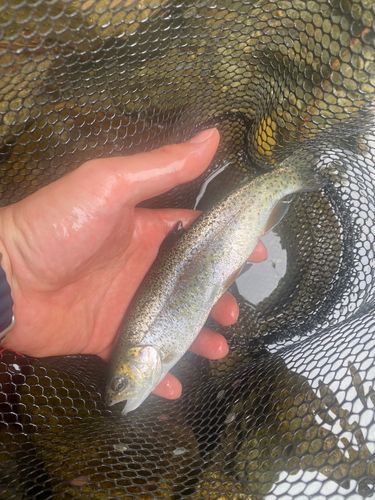 ニジマスの釣果