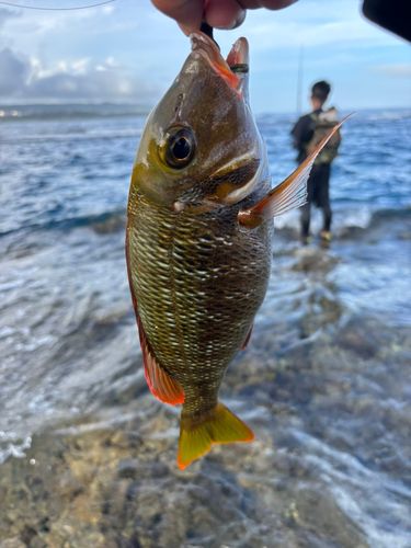 ハマフエフキの釣果