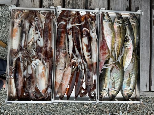 スルメイカの釣果