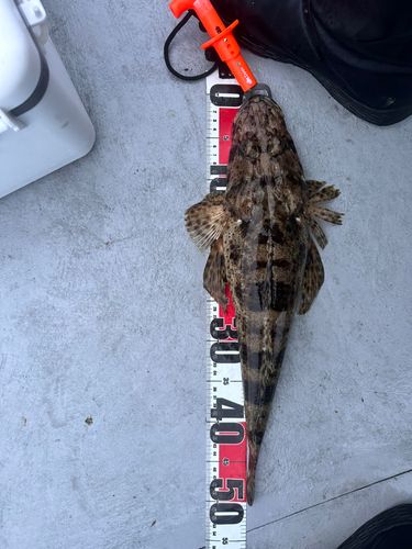 ワニゴチ