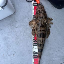 ワニゴチ