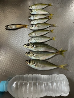 アジの釣果