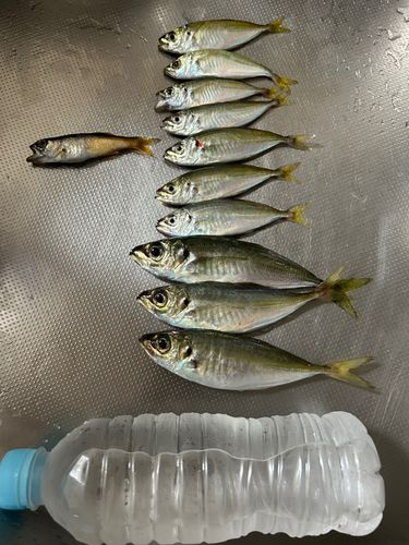 アジの釣果