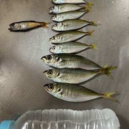アジ