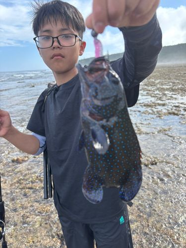 アオノメハタの釣果