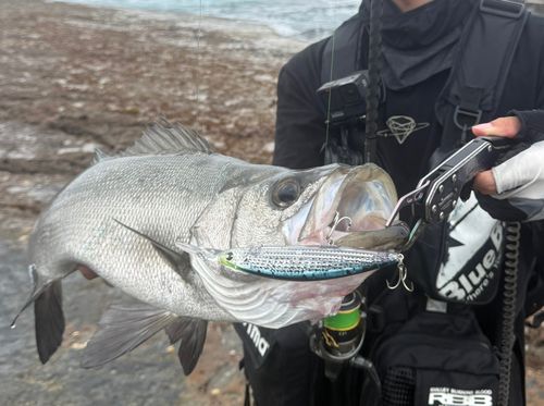 ヒラスズキの釣果