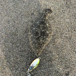 ヒラメ