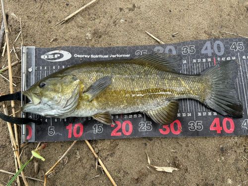スモールマウスバスの釣果