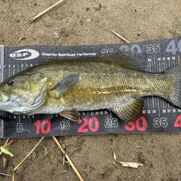 スモールマウスバス