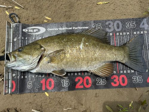 スモールマウスバスの釣果