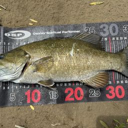 スモールマウスバス