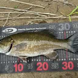 スモールマウスバス