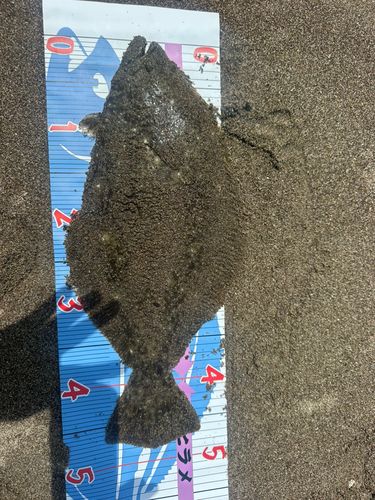 ヒラメの釣果