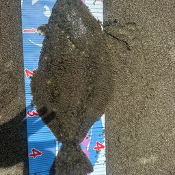 ヒラメ
