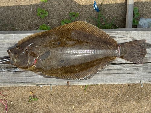 ヒラメの釣果