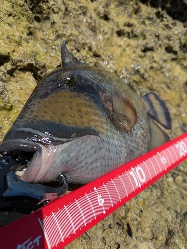 ゴマモンガラの釣果