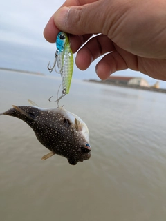 クサフグの釣果