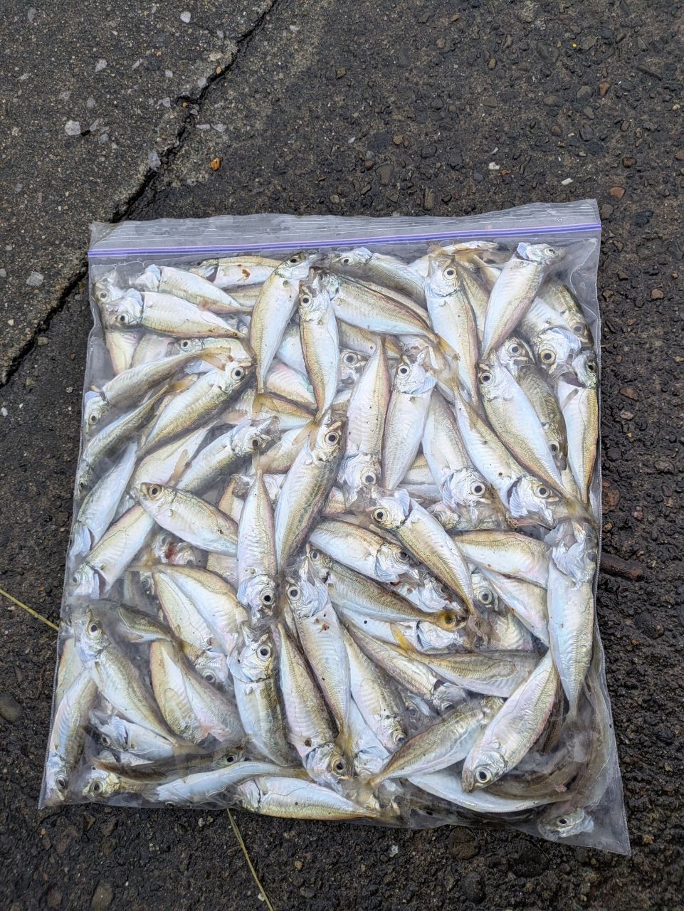 アジ