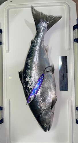 サクラマスの釣果