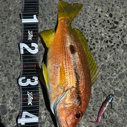 ヨコスジフエダイ